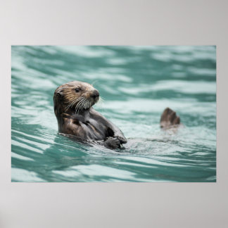 Watchning Sea Otter Poster
