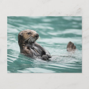 Watchning Sea Otter Vykort