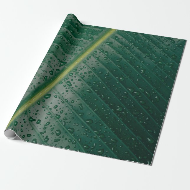 Water droplets on banana leaf presentpapper (Utrullad)