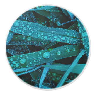 Water Drops Along the Grass Knopp