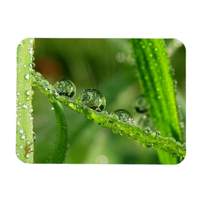Water Drops on Green Grass Lush, Peaceful, Nature Magnet (Horisontell)