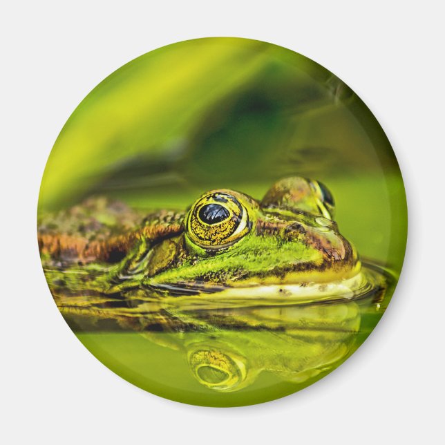 water frog magnet (Framsidan)