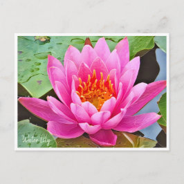 Water Lily ポストカード Vykort