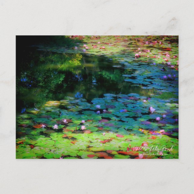 Water-Lily Pond ：Postcard Vykort (Framsida)