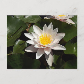Water Lily Postcard Vykort