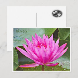 Water Lily Vykort