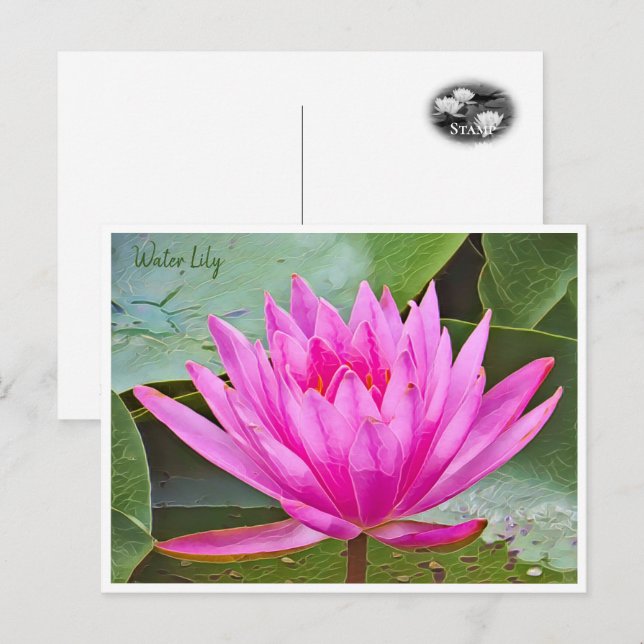 Water Lily Vykort (Fram/baksida)