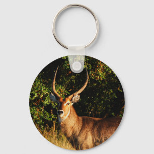 Waterbuck - nyckelringar för safari-djur