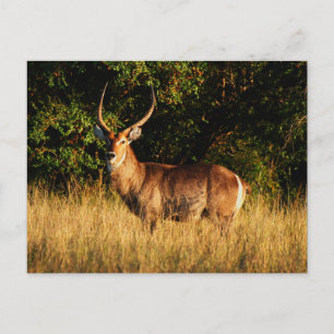Waterbuck - safari-gratulationskort vykort