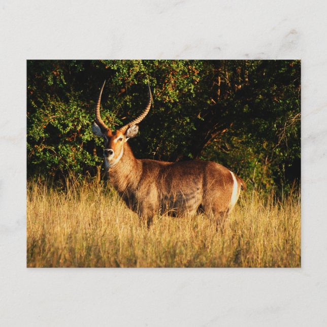 Waterbuck - safari-gratulationskort vykort (Framsida)