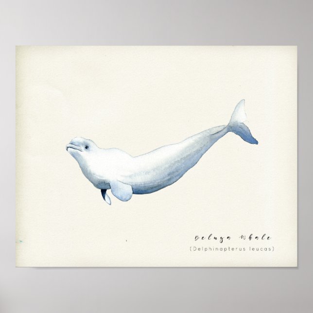 Watercolor Beluga Whale Poster (Framsidan)