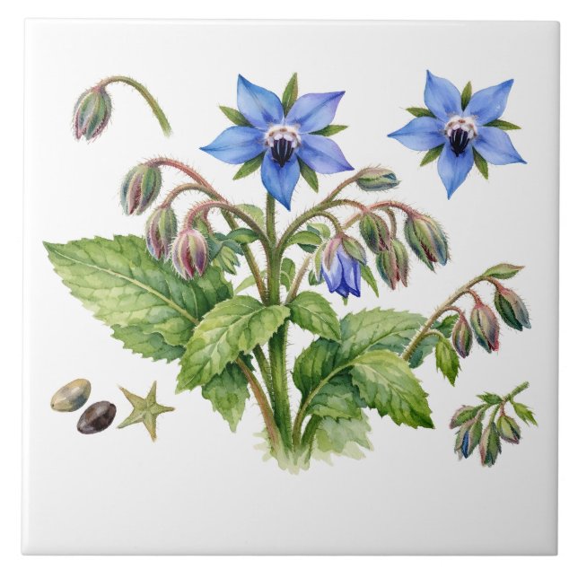 Watercolor Borage Herb Flowers and Leaves  Kakelplatta (Framsidan)