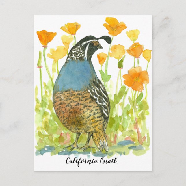 Watercolor California Poppies Quail Bird Vykort (Framsida)
