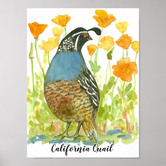 Watercolor California Quail Bird Poster (Framsidan)