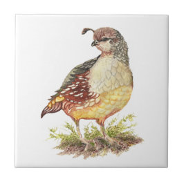 Watercolor California Quail Birdlife Art Kakelplatta