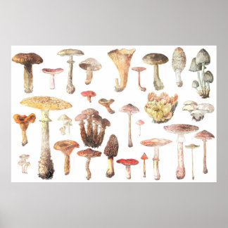 Watercolor Chart of Common Mushrooms Poster