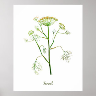 Watercolor Herb Fennel Illustration Poster