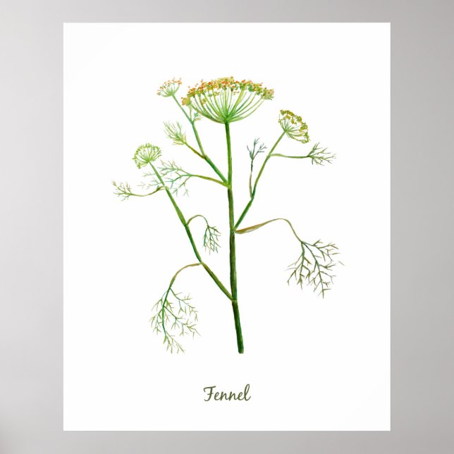 Watercolor Herb Fennel Illustration Poster (Framsidan)
