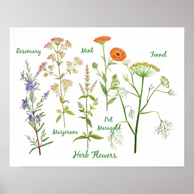 Watercolor Herb Flowers Illustration Poster (Framsidan)