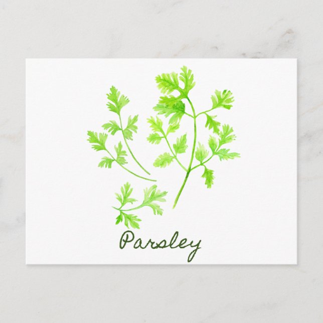 Watercolor Herb Parsley Illustration Vykort (Framsida)