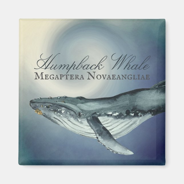 Watercolor Humpback Whale, Megaptera Novaeangliae Magnet (Framsidan)