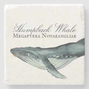 Watercolor Humpback Whale, Megaptera Novaeangliae Stenunderlägg