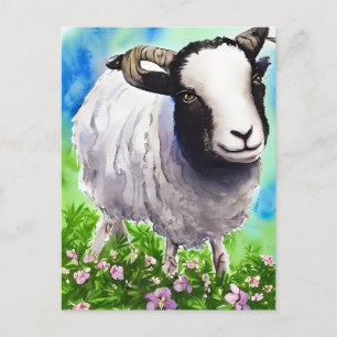 Watercolor Jacob Sheep Vykort
