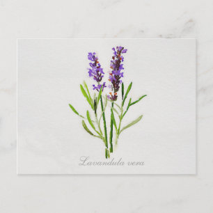 Watercolor Lavandula Vera Vykort