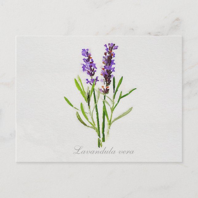Watercolor Lavandula Vera Vykort (Framsida)