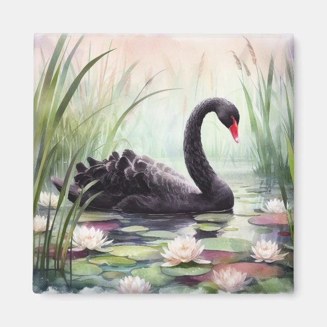 Watercolor Lotus Flowers Black Svan Magnet (Framsidan)