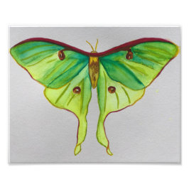 Watercolor Luna Moth Fototryck