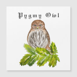 Watercolor Saw Whet Cute Little Uggla