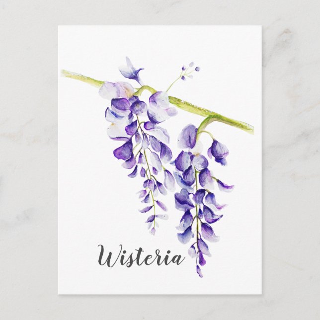 Watercolor Wisteria Botania Vykort (Framsida)