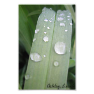 Waterdrops Fototryck