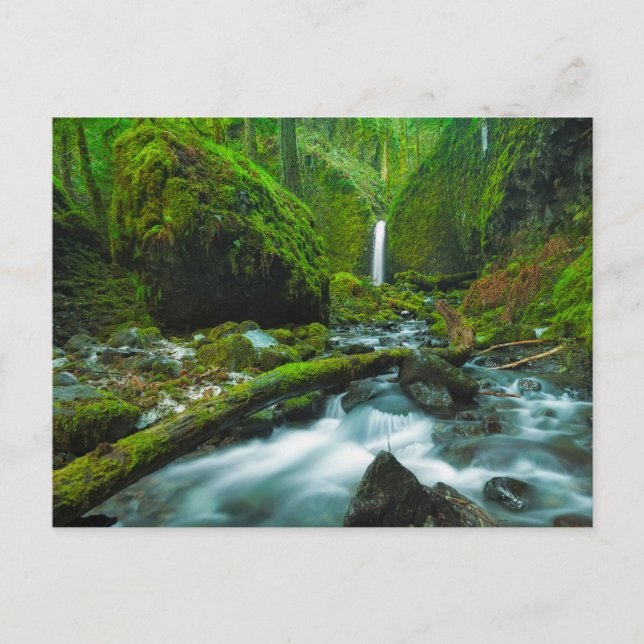 Waterfalls | Grotto Falls, Oregon Vykort (Framsida)