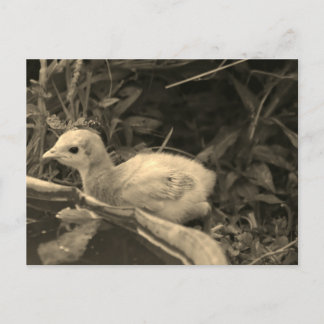 Watering Hål - Vykort