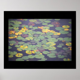 Waterlilies Photo Poster