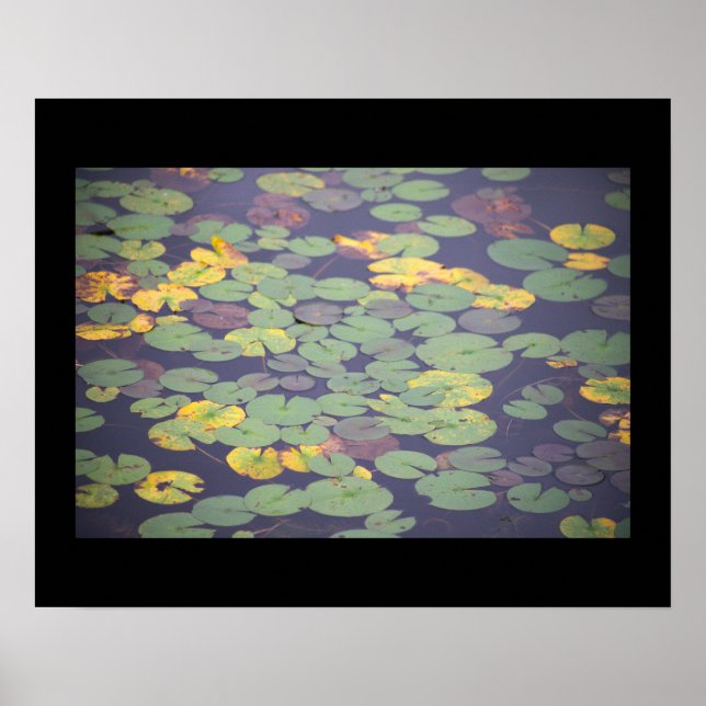 Waterlilies Photo Poster (Framsidan)