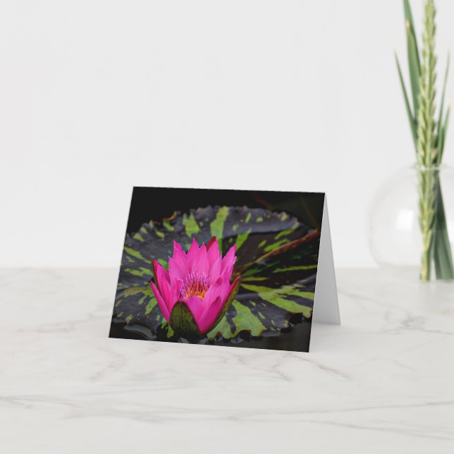 Waterlilly blank notecard tack kort (Framsida)