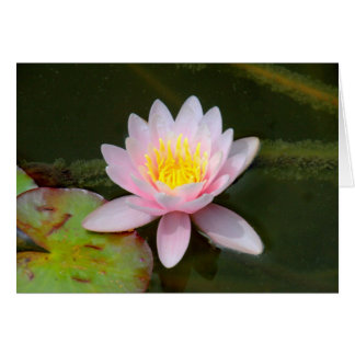 " Waterlilly " Hälsningskort