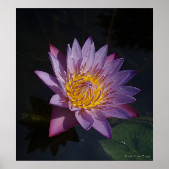 Waterlilly Poster (Framsidan)