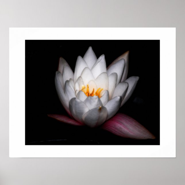 Waterlilly Poster (Framsidan)