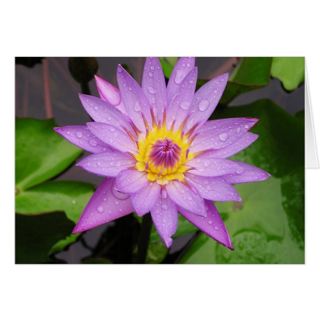Waterlily Hälsningskort (Framsidan Horizontal)