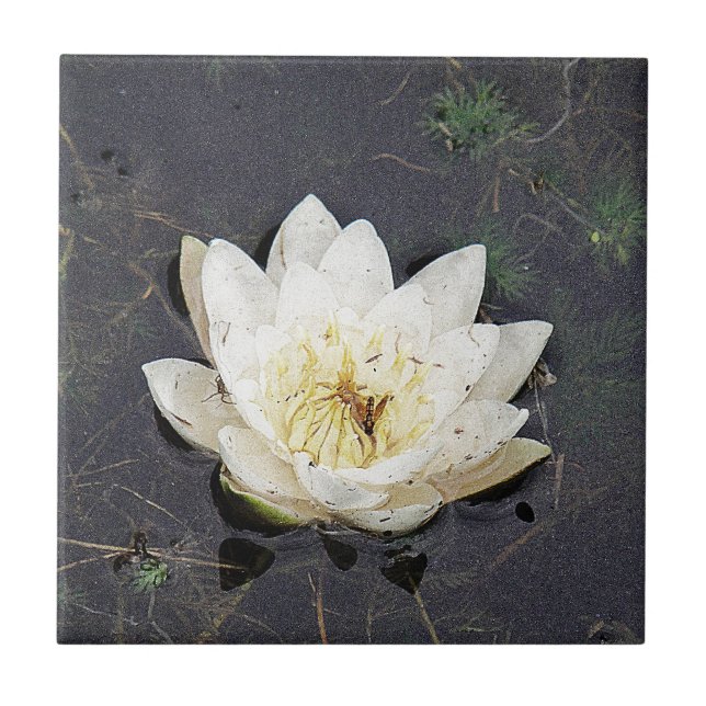 Waterlily Kakelplatta (Framsidan)