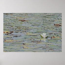 Waterlily Pond Sjö Flower I Poster