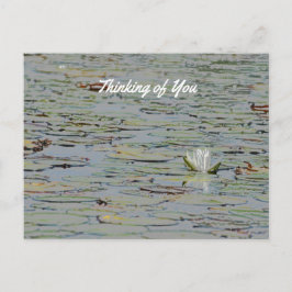 Waterlily Pond Sjö Flower I-vykort Vykort