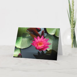 Waterlily Ro III Kort