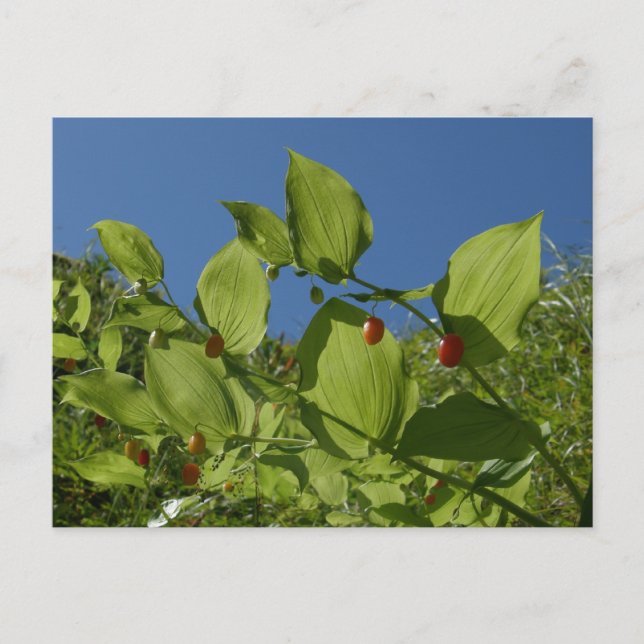 Watermelon Berries, Unalaska Island Vykort (Framsida)