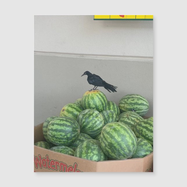Watermelon Bird Magnet (Framsida)