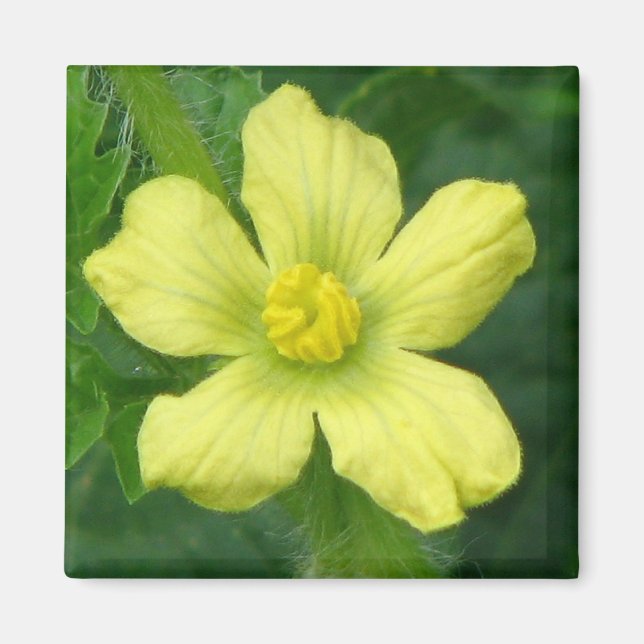 Watermelon Bloom Magnet (Framsidan)